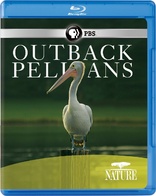 Nature: Outback Pelicans (Blu-ray Movie)