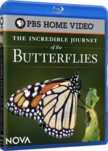 NOVA: Incredible Journey of the Butterflies (Blu-ray Movie)